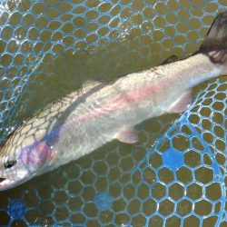 備えあれば患いなし ～岡崎トラウトポンド～